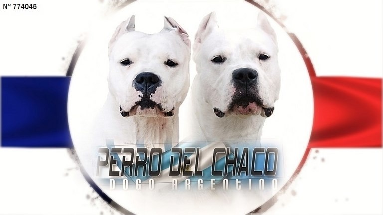 elevage perro del chaco dogue argentin