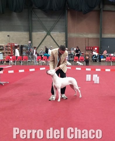 Scandale dogue argentin