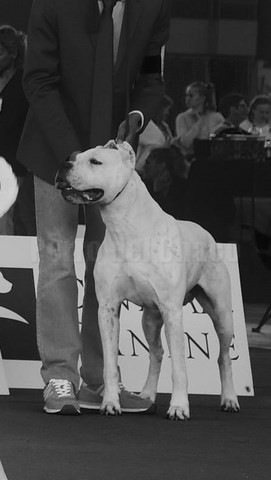 Odéon dogue argentin