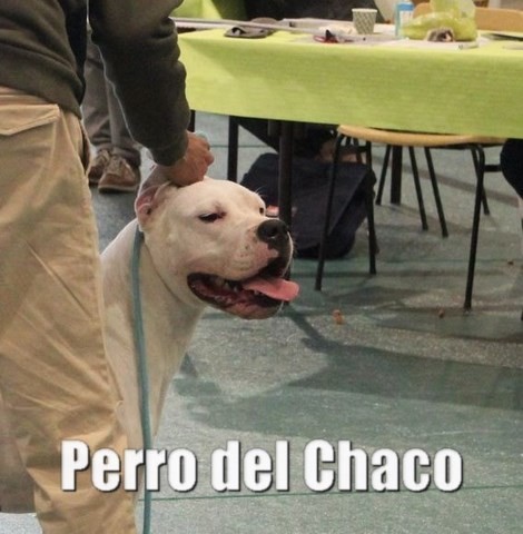 Scandale dogue argentin