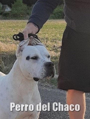 Scandale dogue argentin