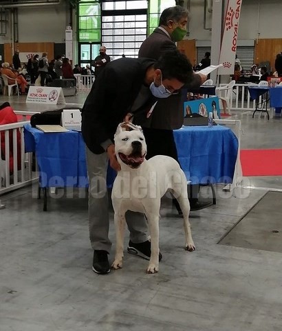 Dogue argentin