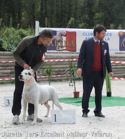 Scandale dogue argentin