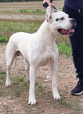 Scandale dogue argentin