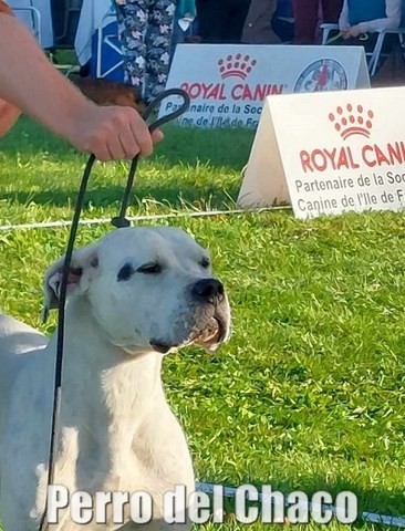 Scandale dogue argentin