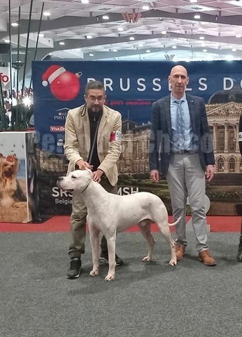Scandale dogue argentin