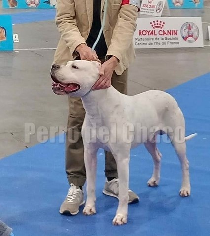 Scandale dogue argentin