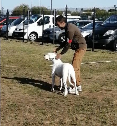 Scandale dogue argentin