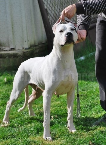 Scandale dogue argentin