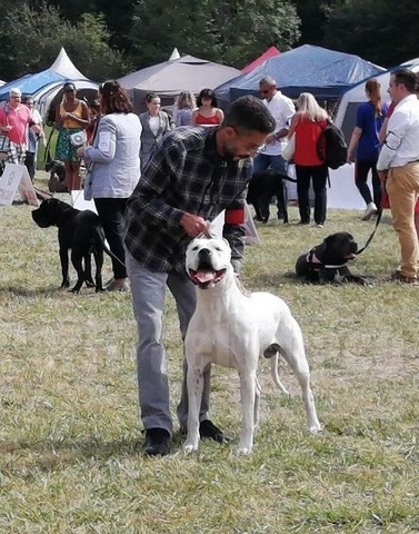 Dogue argentin
