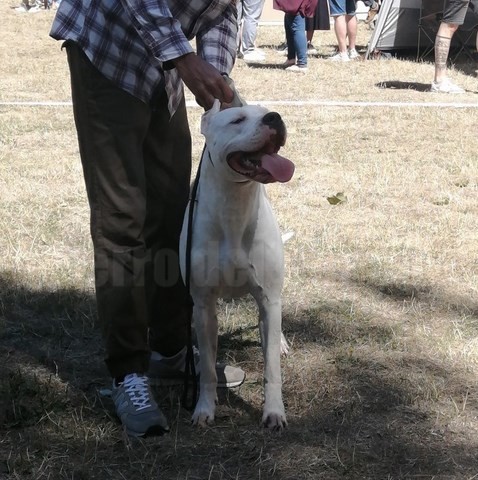 Scandale dogue argentin