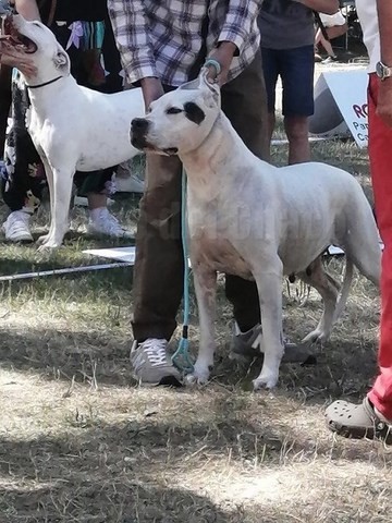 Scandale dogue argentin