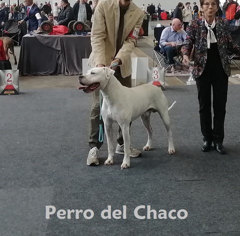 Scandale dogue argentin