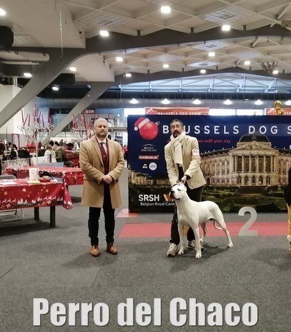 Scandale dogue argentin
