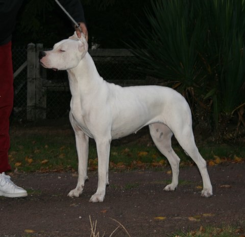 Dea dia Perro del Chaco.