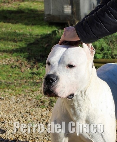 Scandale dogue argentin