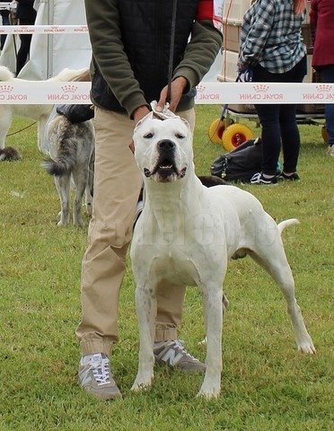 Odéon dogue argentin