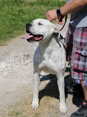Scandale dogue argentin