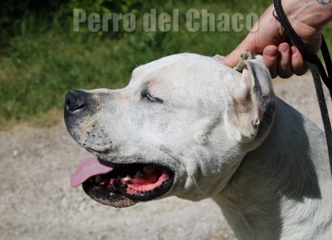 Scandale dogue argentin