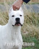 dogue argentin