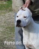 CHIEN DOGUE ARGENTIN